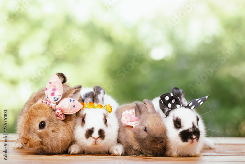 cute animal pet rabbit or b...