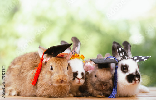 cute animal pet rabbit or b...