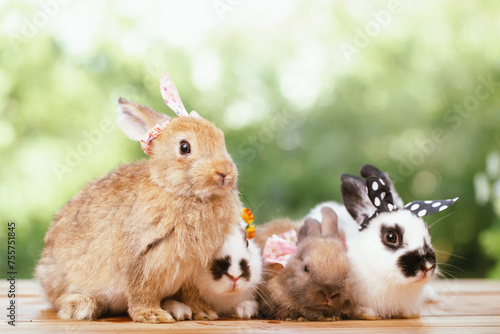 cute animal pet rabbit or b...