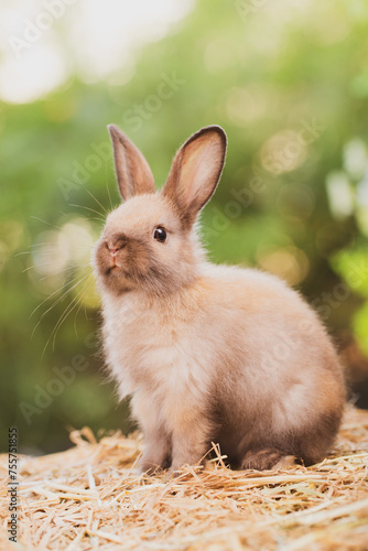cute animal pet rabbit or b...