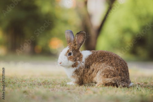 cute animal pet rabbit or b...