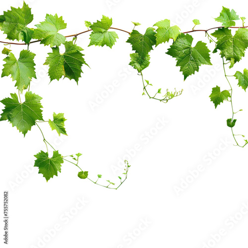 vine leaves on transparent background