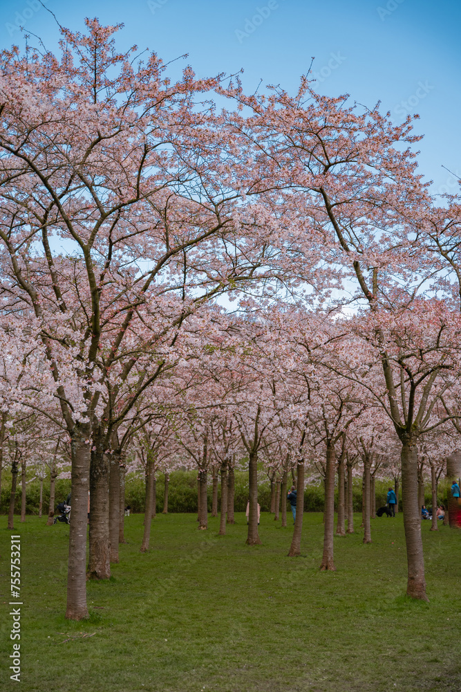 Pink japanese cherry blossom garden in Amsterdam in full bloom. The Bloesempark, Amstelveen, North Holland, The Netherlands. Expansive park famed for its spring cherry blossoms