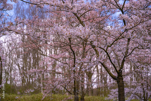 Pink japanese cherry blossom garden in Amsterdam in full bloom. The Bloesempark  Amstelveen  North Holland  The Netherlands. Expansive park famed for its spring cherry blossoms