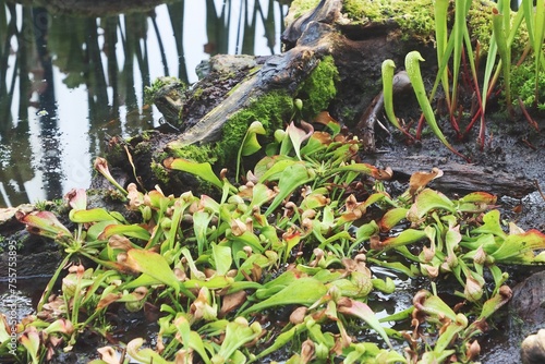 Φωτογραφία Wet swamp with canivorous plants