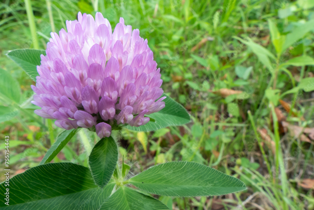 Obraz premium 公園の道ばたに咲いていたムラサキツメグサ