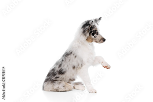 Side view portrait of little puppy, purebred Australian Shepherd dog follows dog handler's commands against white studio background. Concept of pet lover, animal life, grooming and veterinary.