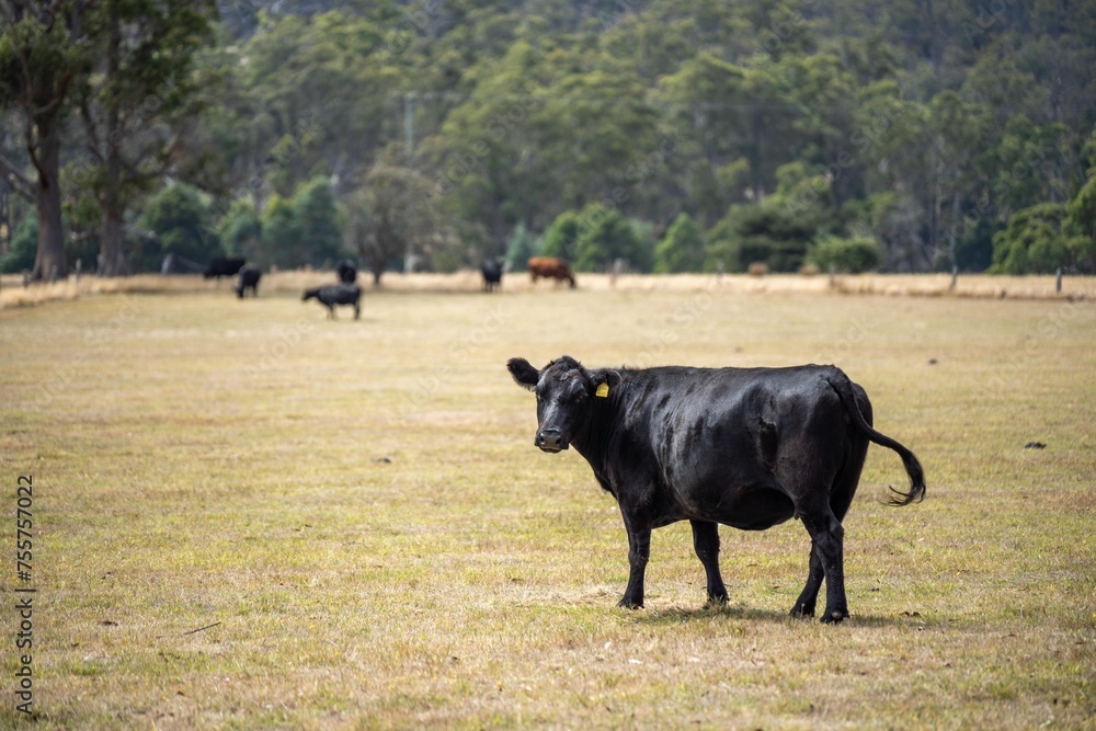 beautiful cattle in Australia eating grass, grazing on pasture. Herd of cows free range beef being regenerative raised on an agricultural farm. Sustainable farming beautiful cattle in Australia eating grass, grazing on pasture. Herd of cows free range beef being regenerative raised on an agricultural farm. Sustainable farming