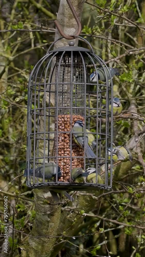 Vertical Video of a Slow Motion Blue Tits Feeding on a Bird feeder Vertical Video of a Slow Motion Blue Tits Feeding on a Bird feeder