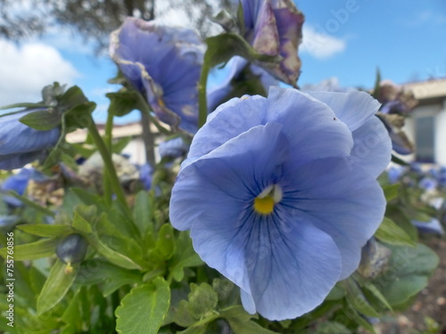 Fleurs bleues