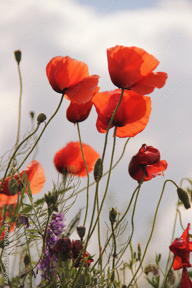 Obraz premium A closeup shot of blooming red poppies. Poppy. Image with selective focus. 