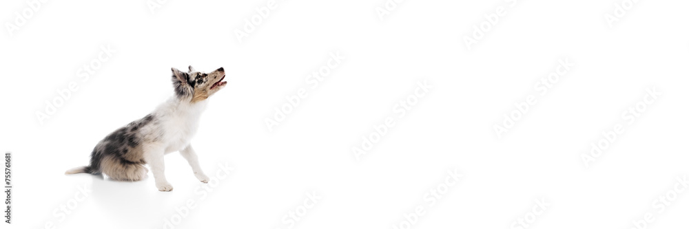 Fototapeta premium Banner. curious Border Collie puppy playfully looks up with its tongue sticking out against white studio background. Negative space. Concept of pet lover, animal life, grooming and veterinary.