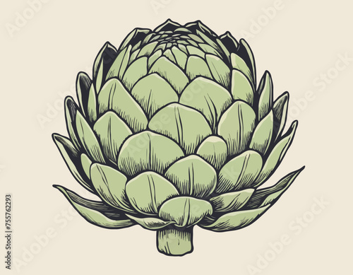 Artichoke vegetable Hand Drawing
