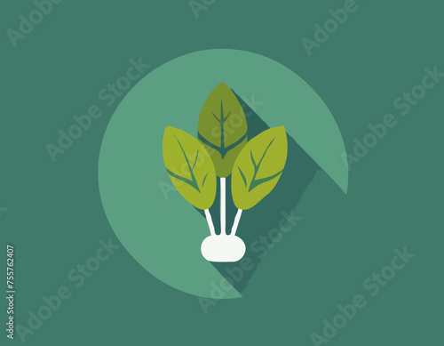 Rucola or arugula icon 

