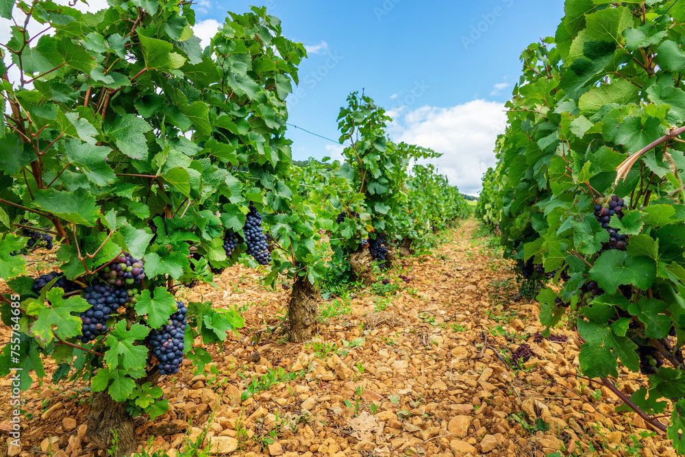Pinot noir grapes vineyard, Aloxe Corton red wine landscape in Burgundy, France Pinot noir grapes vineyard, Aloxe Corton red wine landscape in Burgundy, France