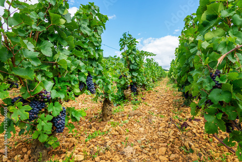 Pinot noir grapes vineyard, Aloxe Corton red wine landscape in Burgundy, France