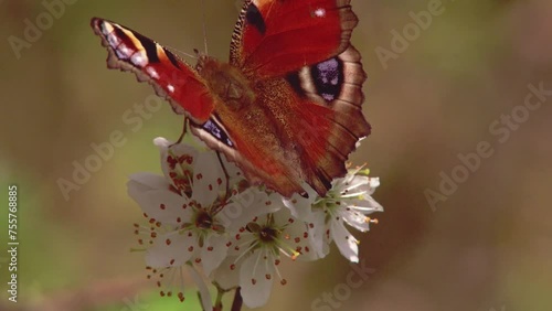 peacock butterfly  at a blackthorn blossom in spring photo