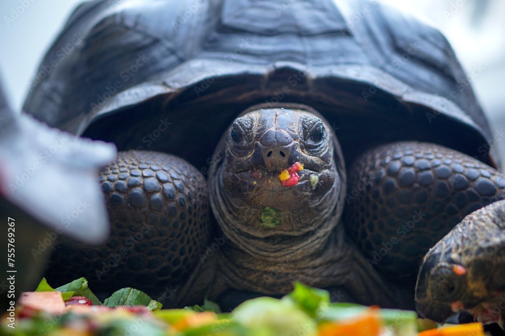 Aldabra Giant Tortoises are eating vegetables and fruit together Stock ...