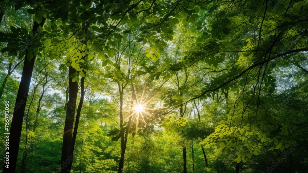 Obraz premium Sunlight filtering through a forest canopy