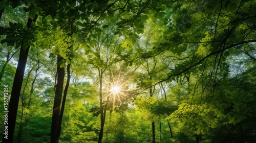 Fototapeta Naklejka Na Ścianę i Meble -  Sunlight filtering through a forest canopy