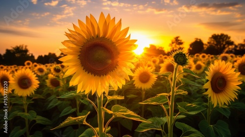 The golden light on a field of sunflowers