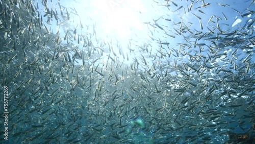 silversides  under sun shine and beams underwater  ocean scenery behaviour backgrounds Atherina boyeri photo