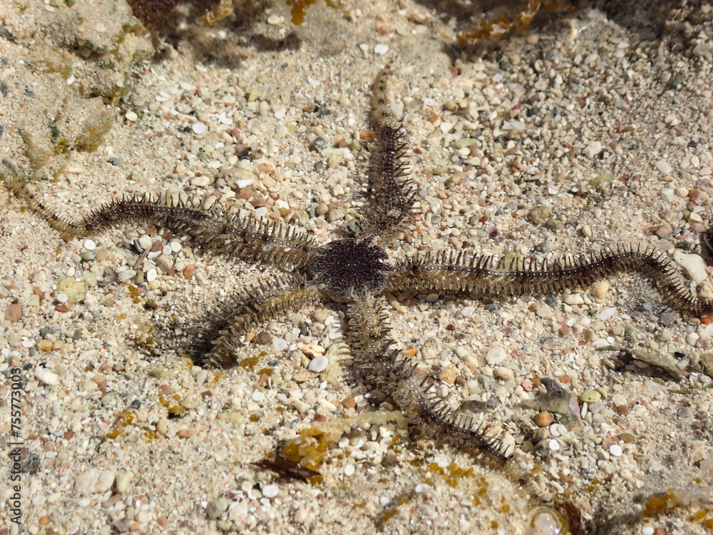 The fascinating underwater world on an offshore reef in Sharm EL Sheikh. The fascinating underwater world on an offshore reef in Sharm EL Sheikh.
