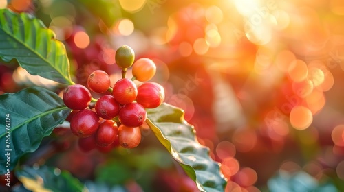 Coffee Beans Growing on Plant Branch Close - Up View with Blurred Background