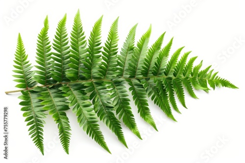 Background of white with green ferns