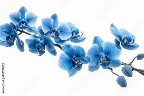 Branches of orchids with blue flowers isolated on white