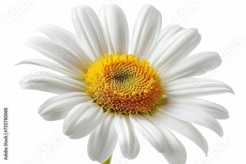 The daisy flower is isolated with a clipping path that I made by hand