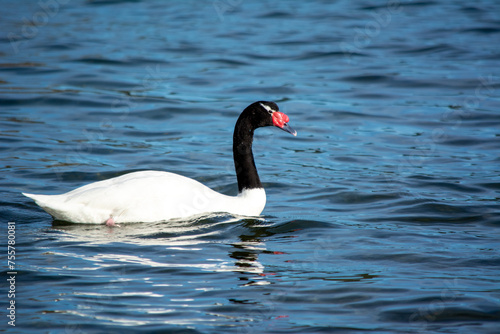 Cisne de cuello negro (Cygnus melancoryphus) en el lago photo