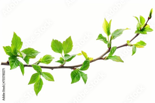 The leaves of a spring twig are isolated on white.