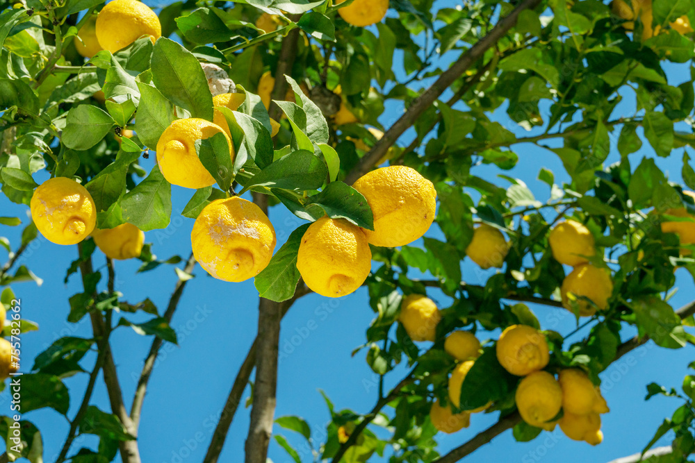 Ripe lemon fruits on lemon tree and blue sky at the background. Close-up.