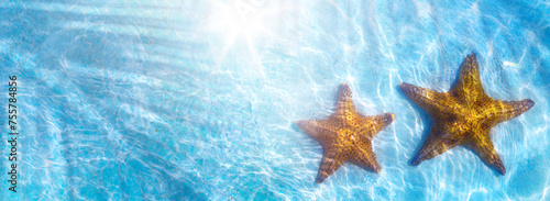 Art real live seastar on a blue water background