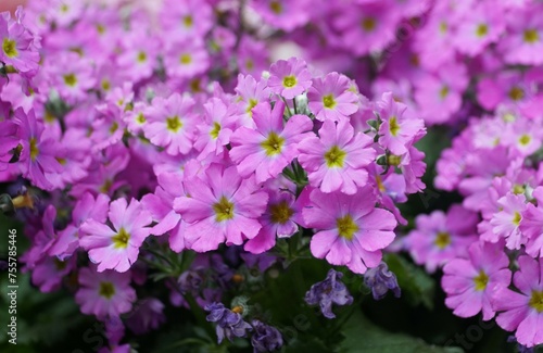 Beautiful light purple color of Primrose  Prima Lilac  flowers