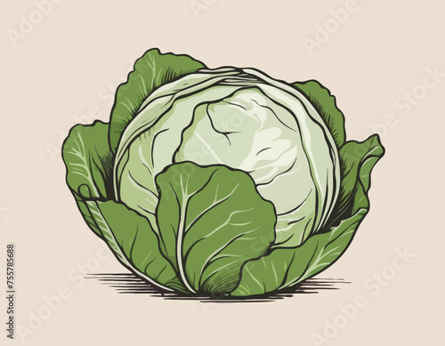 Cabbage Vegetable Hand Drawing 
