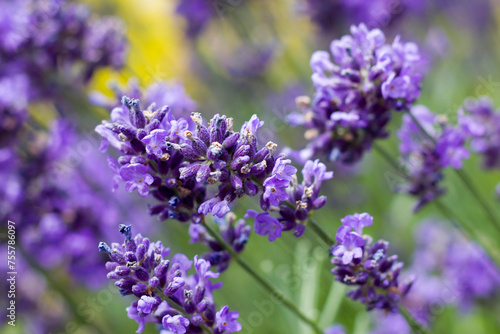 lavender flowers in a garden