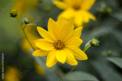 yellow flowers in a garden - natural summer background