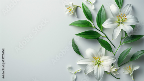 Graceful Lilys in Full Bloom on a White Background – Capturing Nature's Elegance and Purity in Vibrant Floral Photography