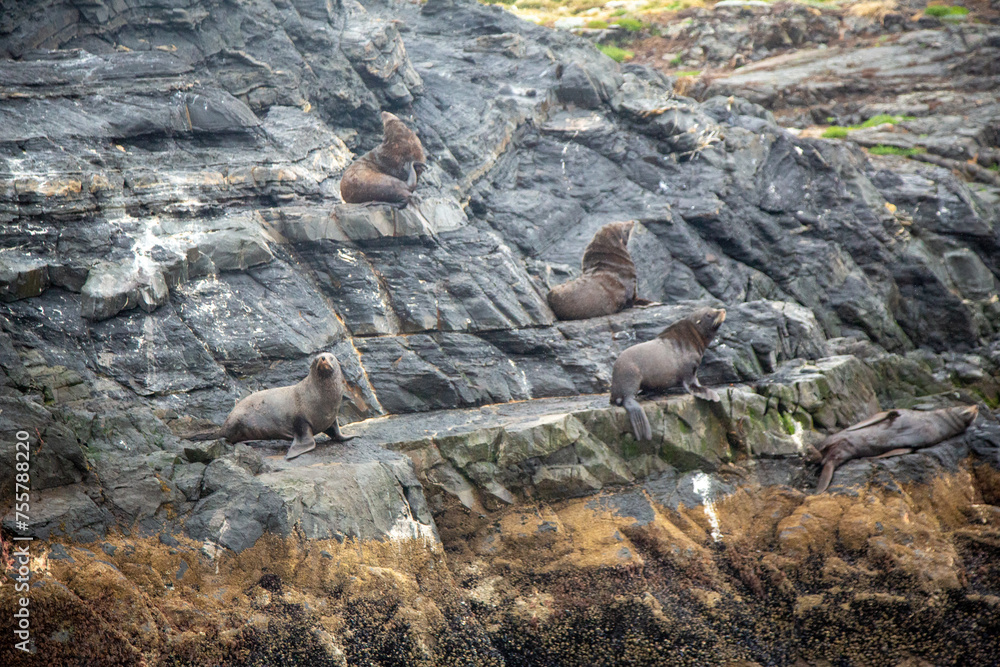Obraz premium beagle channel in ushuaia