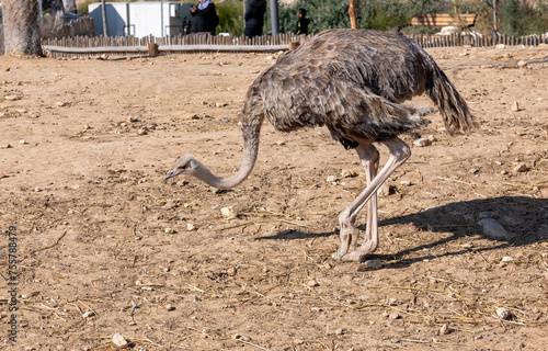 An ostrich with strong legs walks in an enclosure © vadiml
