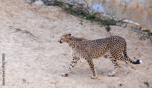 An awesome strong young cheetah walks in an enclosure