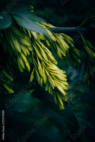 Tableau sur toile A close up of Ash tree seed pods