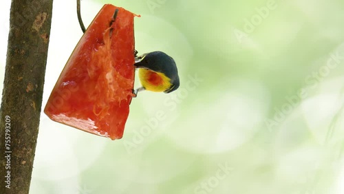 Yellow-rumped flowerpecker bird watching in the forest. photo