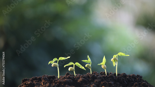 bean sprout growing macro close up agriculture plant planting