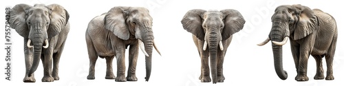 Set of elephant isolated on transparent background