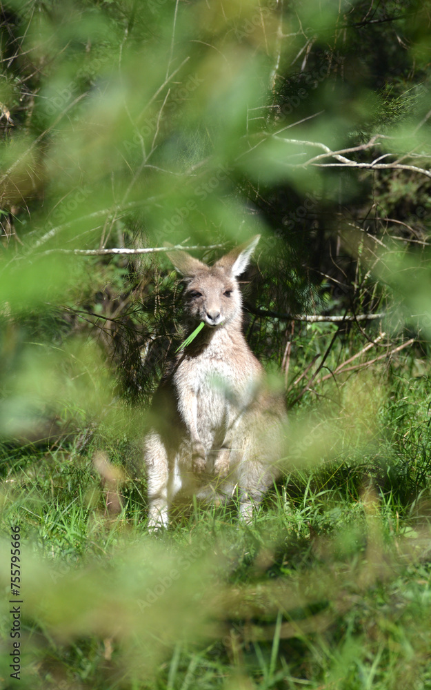 Obraz premium wallaby in woods