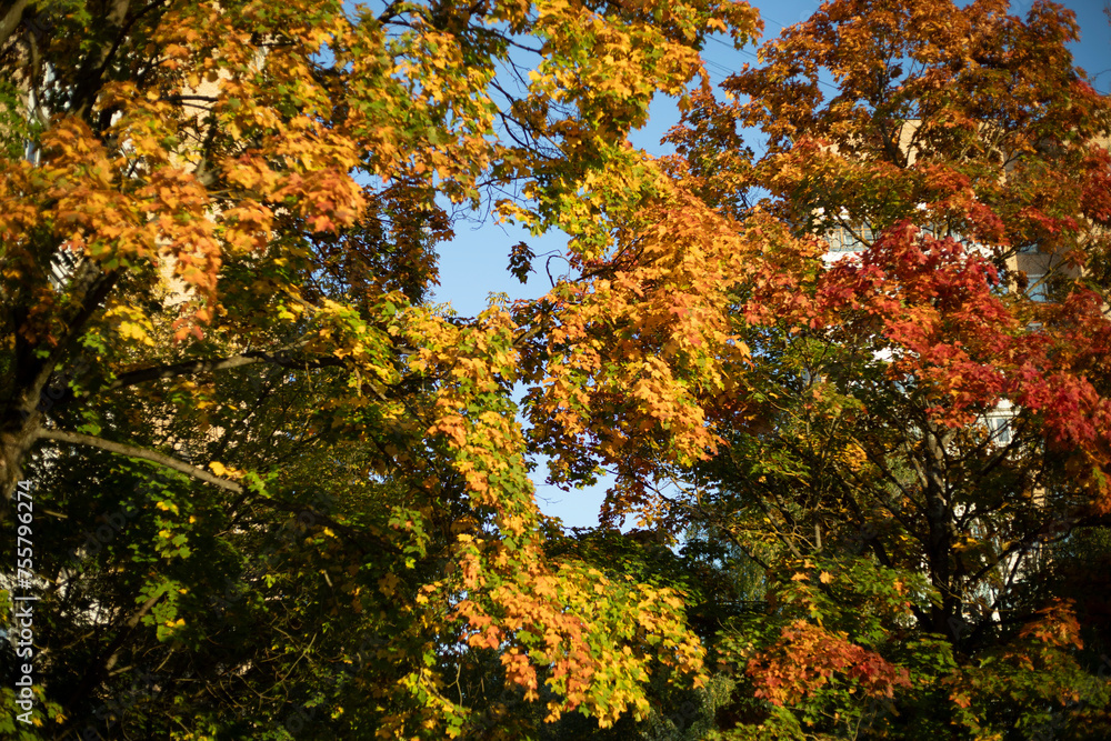 Autumn trees in sunlight. Autumn colors in nature.