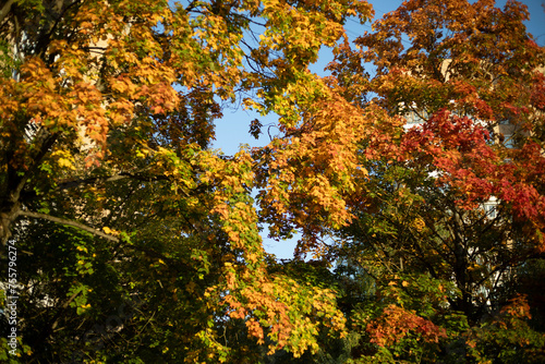 Autumn trees in sunlight. Autumn colors in nature.
